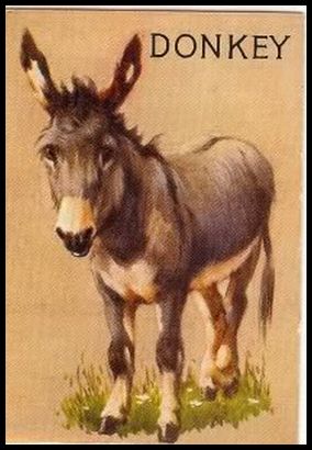 R15-1 Donkey.jpg